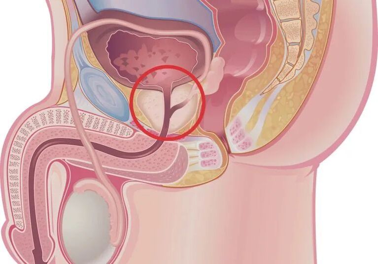 how an erection occurs