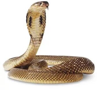 the composition of the king cobra